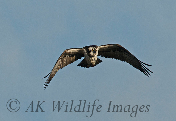 Osprey Noah;s Lake