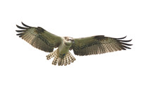 Ringed Young Osprey 1