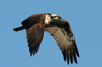 Osprey Noah;s Lake
