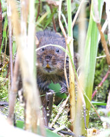 Adult Water Voles  Shapwick Heath NNR