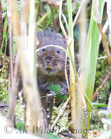 Adult Water Voles  Shapwick Heath NNR