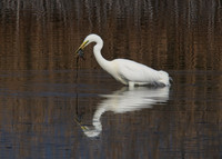 Great White Egret with Fish