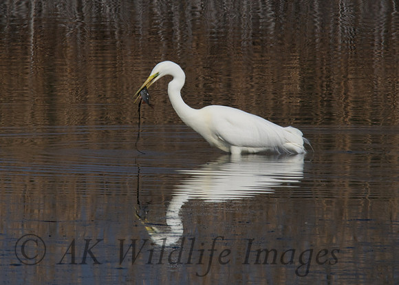 Great White Egret with Fish
