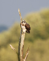 Osprey Noah;s Lake