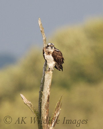 Osprey Noah;s Lake