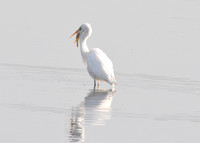 Great White Egret with Fish