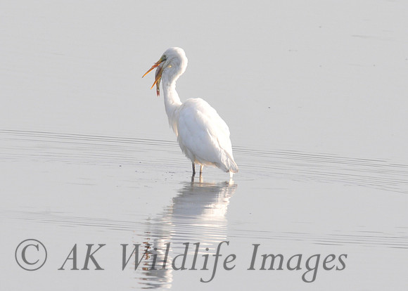 Great White Egret with Fish