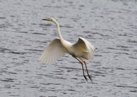 Bird Landing Meare Heath