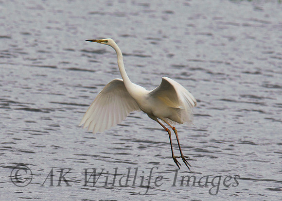 Bird Landing Meare Heath