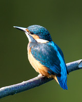 Shapwick Heath NNR
