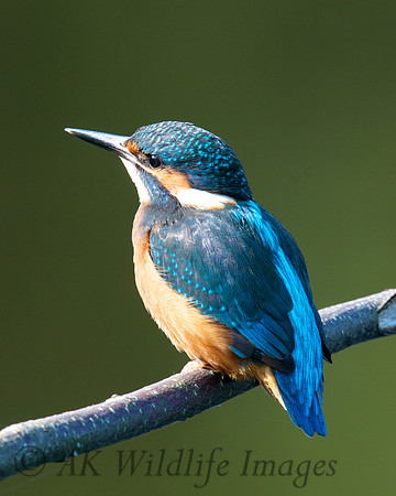 Shapwick Heath NNR