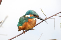 Shapwick Heath NNR