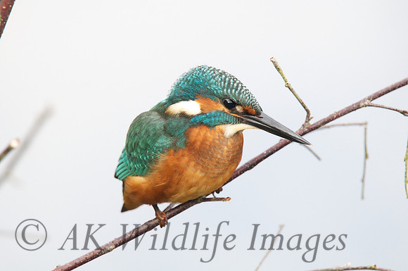Shapwick Heath NNR