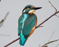 Shapwick Heath NNR