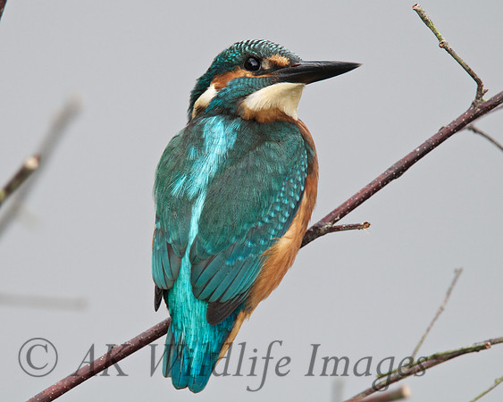 Shapwick Heath NNR