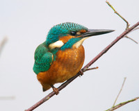 Shapwick Heath NNR