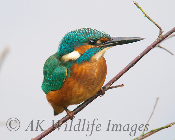 Shapwick Heath NNR
