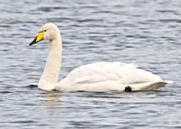 Whooper at Noah's Lake Shapwick HHR