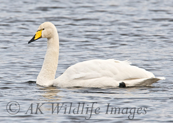 Whooper at Noah's Lake Shapwick HHR