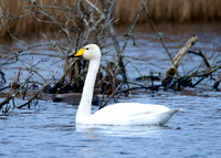Whooper at Noah's Lake Shapwick HHR