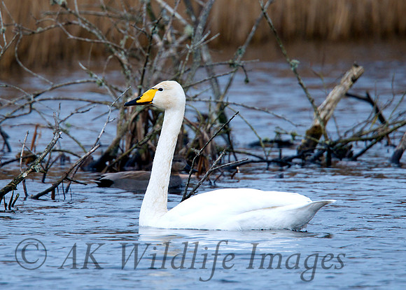 Whooper at Noah's Lake Shapwick HHR