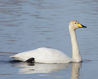 Whooper at Catcott Lows