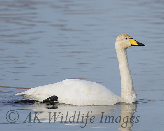 Whooper at Catcott Lows