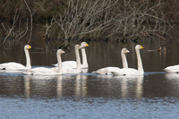Whooper at Noah's Lake Shapwick HHR