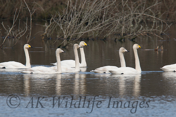 Whooper at Noah's Lake Shapwick HHR