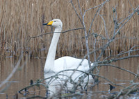 Whooper at Noah's Lake Shapwick HHR