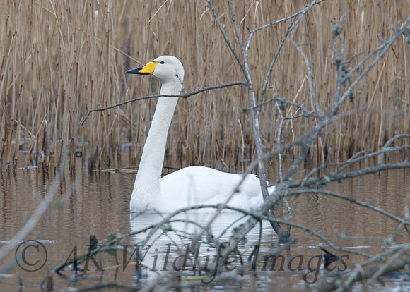Whooper at Noah's Lake Shapwick HHR
