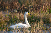 Whooper at Catcott Lows