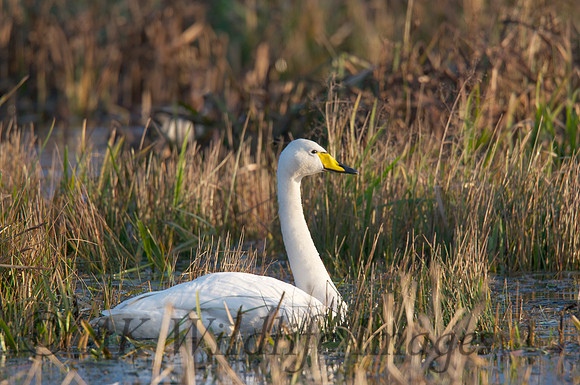 Whooper at Catcott Lows