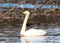Whooper at Noah's Lake Shapwick HHR
