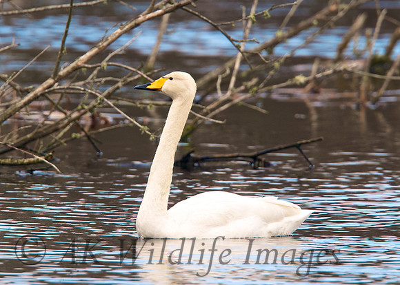 Whooper at Noah's Lake Shapwick HHR