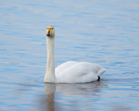 Whooper at Catcott Lows