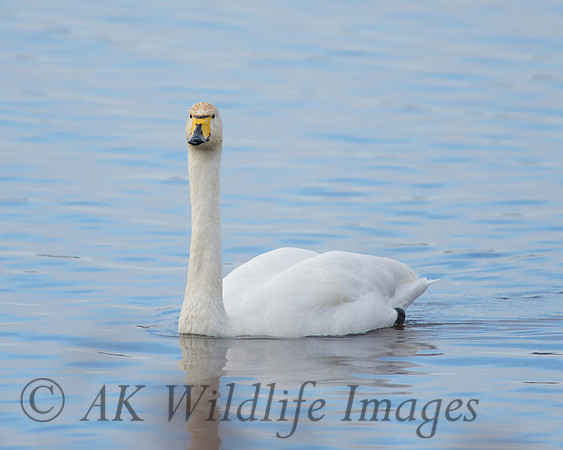 Whooper at Catcott Lows