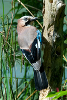 Jay