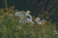 Chick in nest with Adult