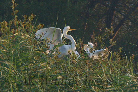 Chick in nest with Adult