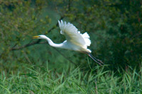 Adult with nesting material