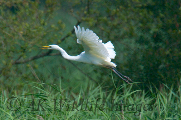 Adult with nesting material