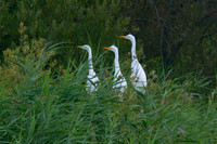 2013 Great White Egrets Nest Ham Wall RSPB