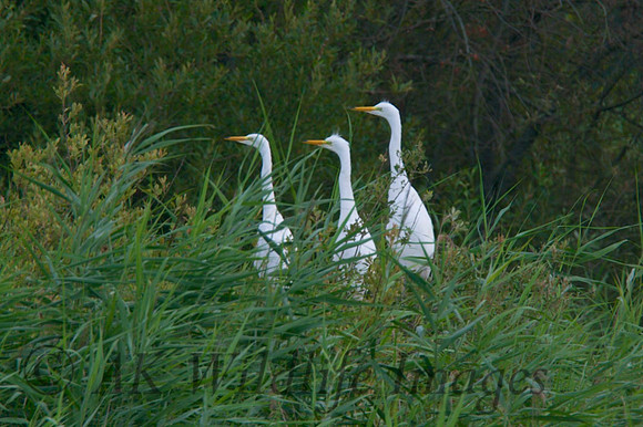 The Three Chicks at HamWall RSPB