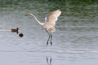 Adult landing at the Scrape Meare Heath
