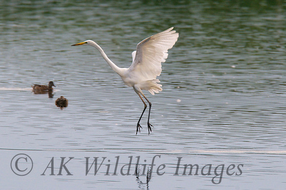 Adult landing at the Scrape Meare Heath