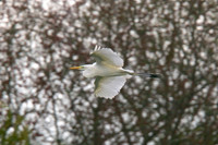 One of the Chicks Flying