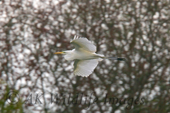 One of the Chicks Flying