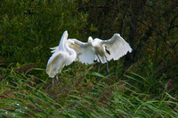 Adult flying in to feed Chicks in NestI