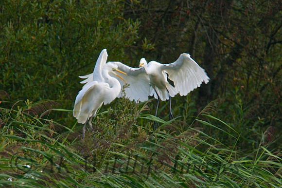 Adult flying in to feed Chicks in NestI